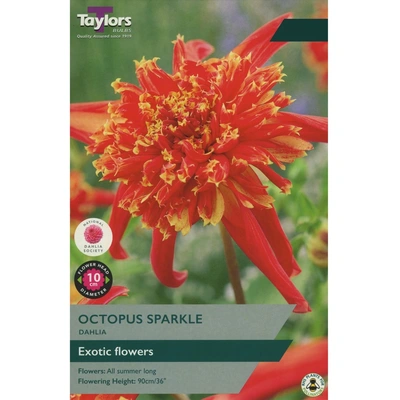 Taylors Dahlia Octopus Sparkle