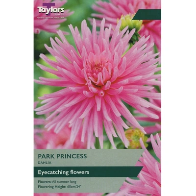 Taylors Dahlia Park Princess