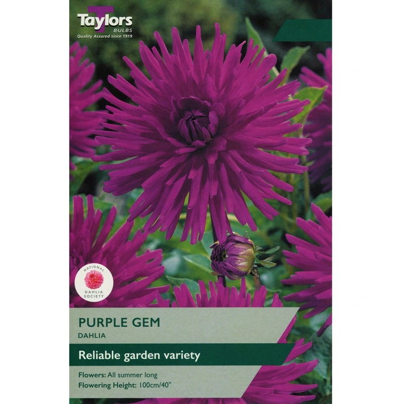 Taylors Dahlia Purple Gem