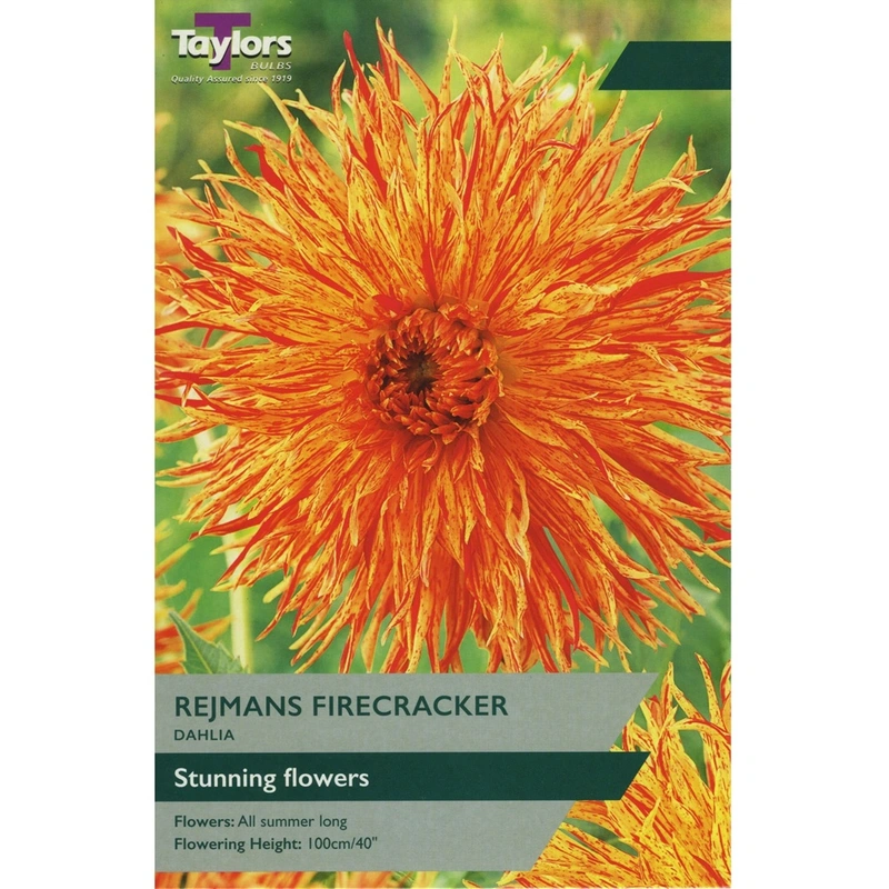 Taylors Dahlia Rejmans Firecracker