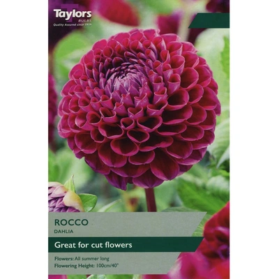 Taylors Dahlia Rocco