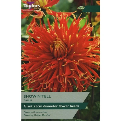 Taylors Dahlia Show 'n' Tell