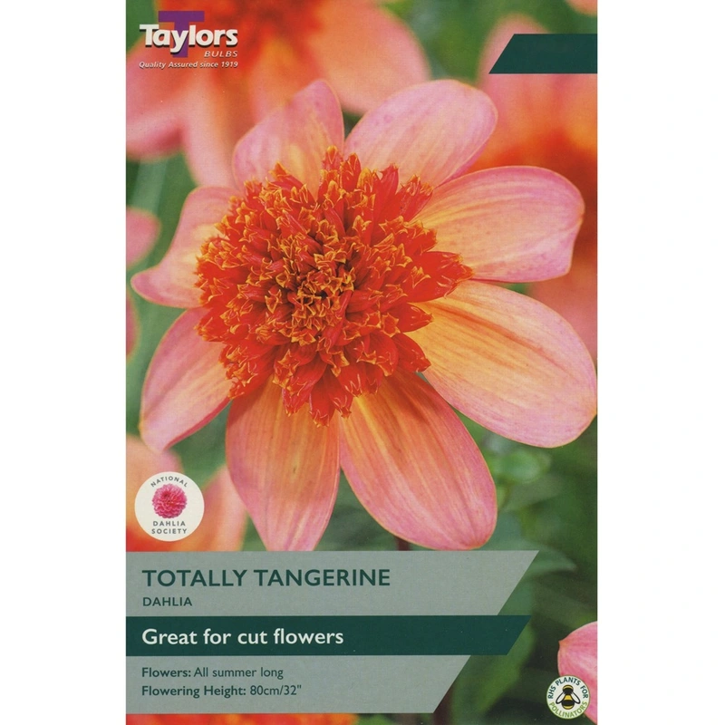 Taylors Dahlia Totally Tangerine