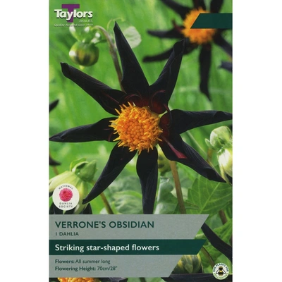 Taylors Dahlia Verrone's Obsidian