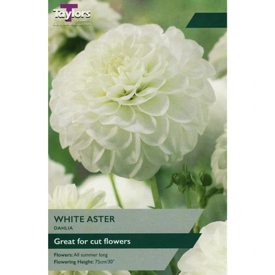 Taylors Dahlia White Aster