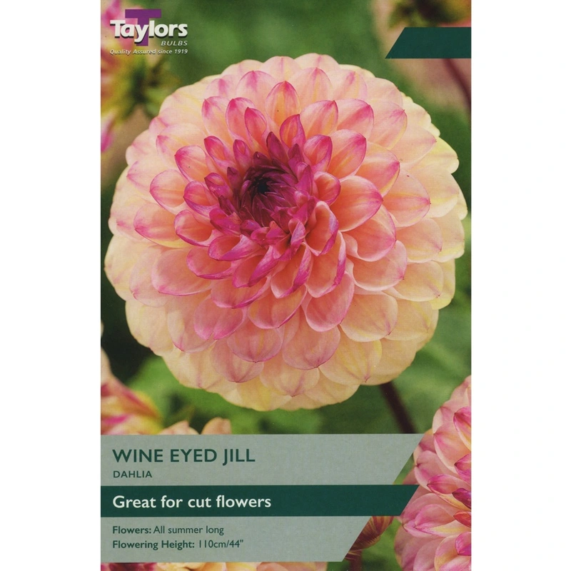 Taylors Dahlia Wine Eyed Jill