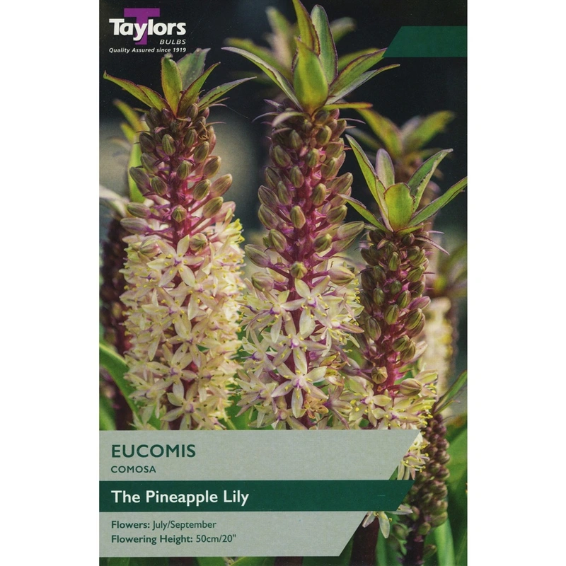 Taylors Eucomis Comosa