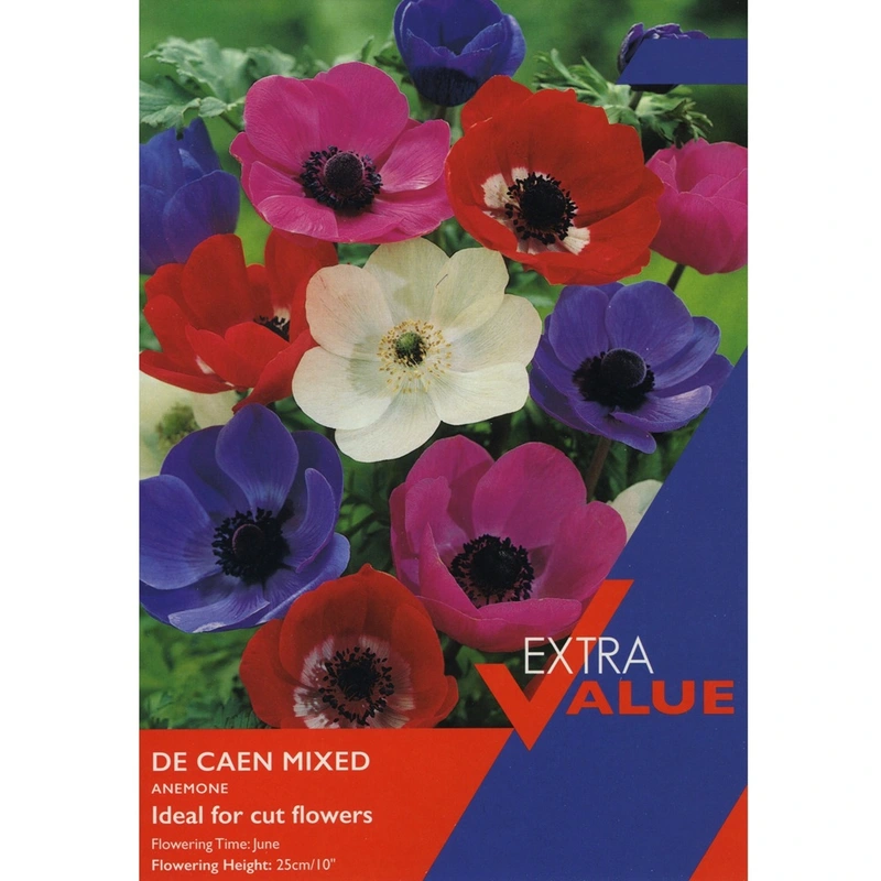 Taylors Extra Value Anemone De Caen Mixed