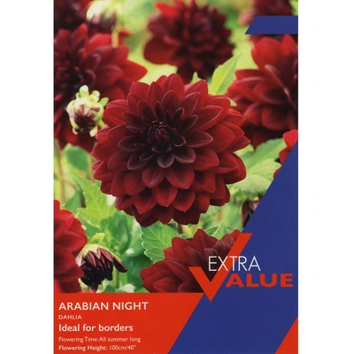 Taylors Extra Value Dahlia Arabian Night