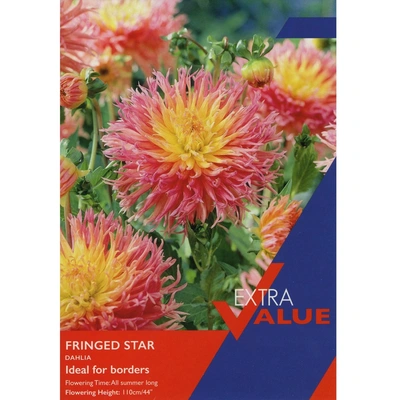 Taylors Extra Value Dahlia Fringed Star