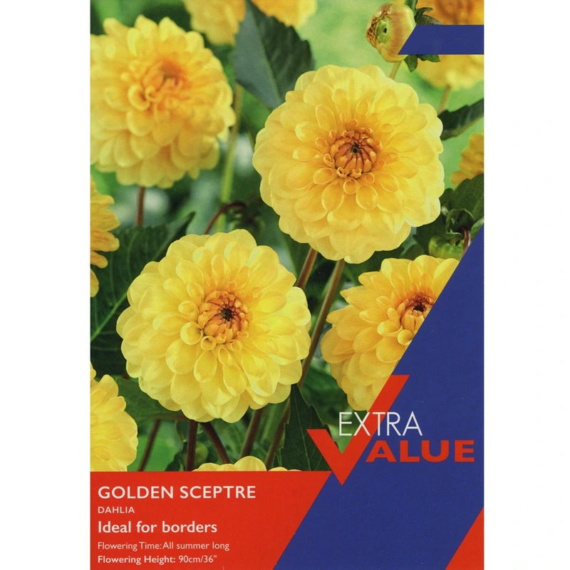 Taylors Extra Value Dahlia Golden Sceptre