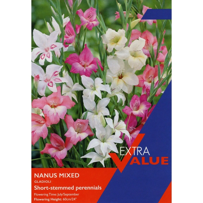 Taylors Extra Value Gladioli Nanus Mixed