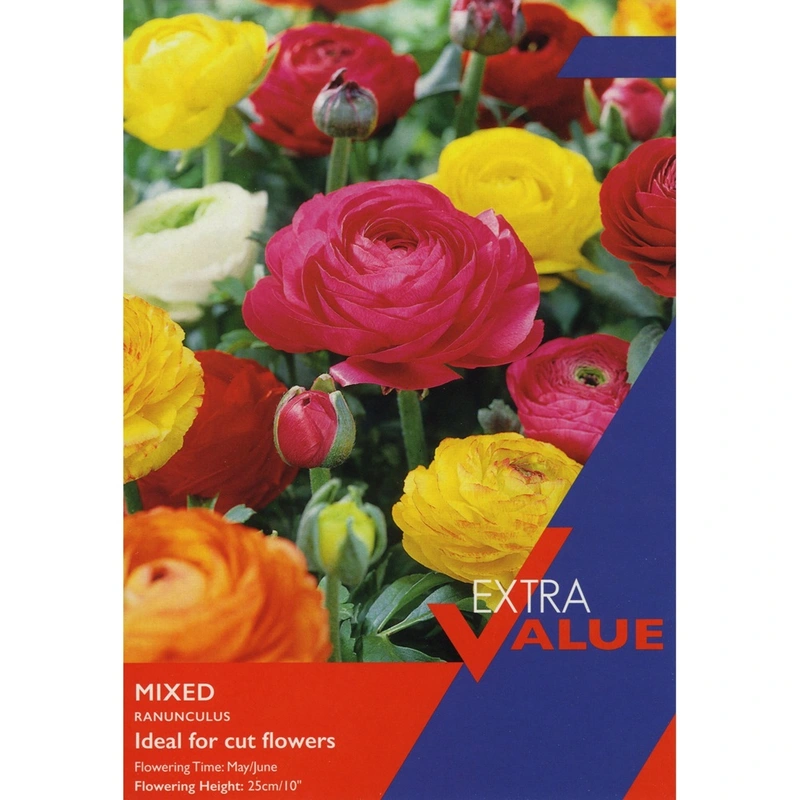 Taylors Extra Value Ranunculus Mixed