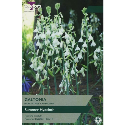 Taylors Galtonia Hyacinthus Candicans