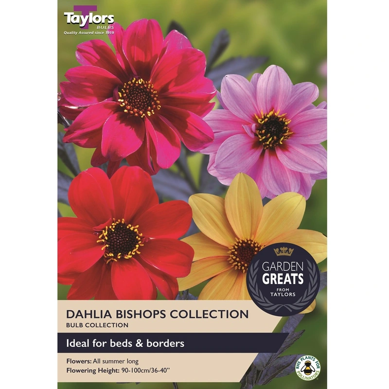 Taylors Garden Greats Dahlia Bishops Collection