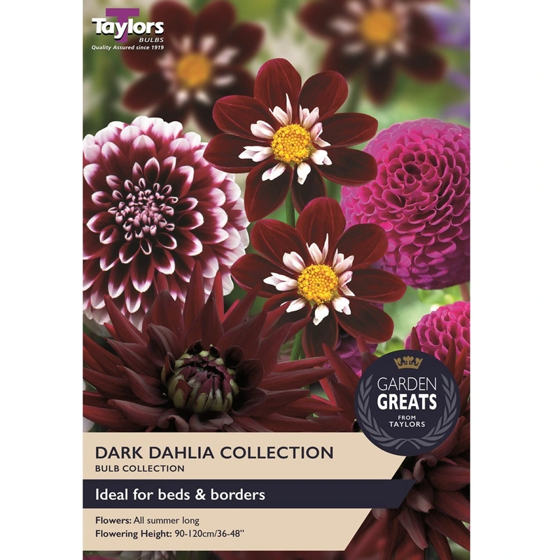 Taylors Garden Greats Dark Dahlia Collection