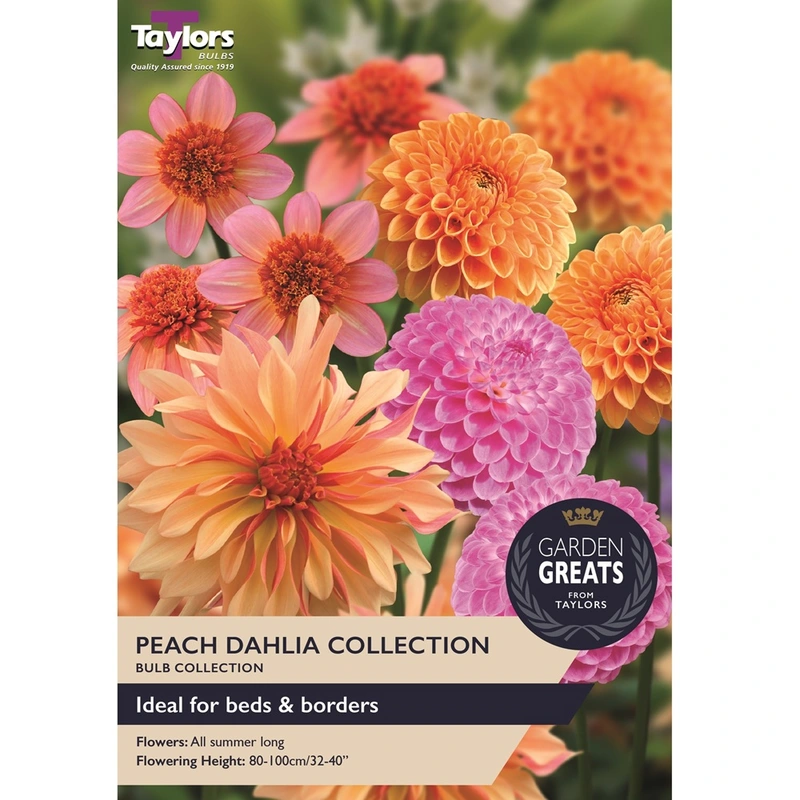 Taylors Garden Greats Peach Dahlia Collection