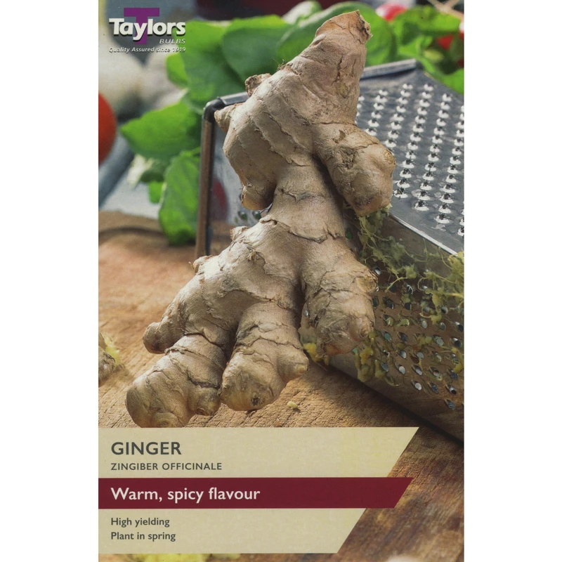 Taylors Ginger (Zingiber Officinale)