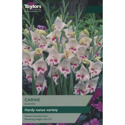 Taylors Gladioli Carine