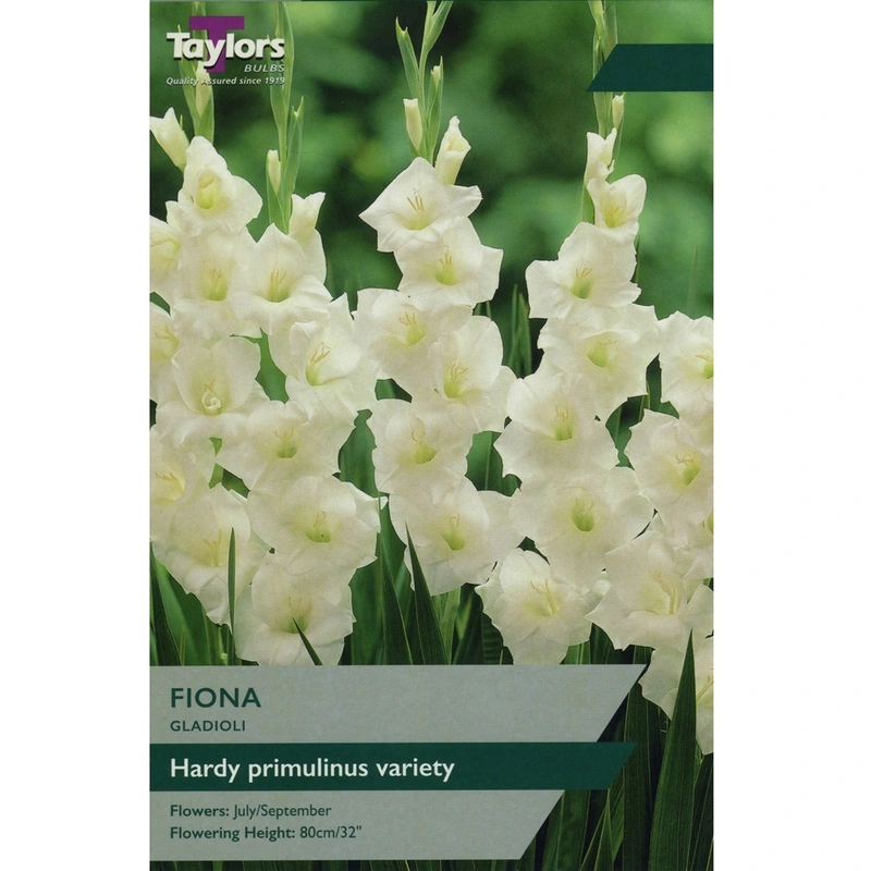 Taylors Gladioli Fiona