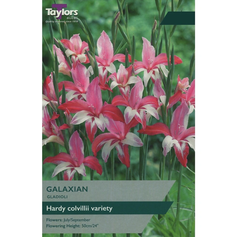 Taylors Gladioli Galaxian