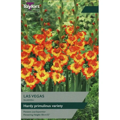 Taylors Gladioli Las Vegas