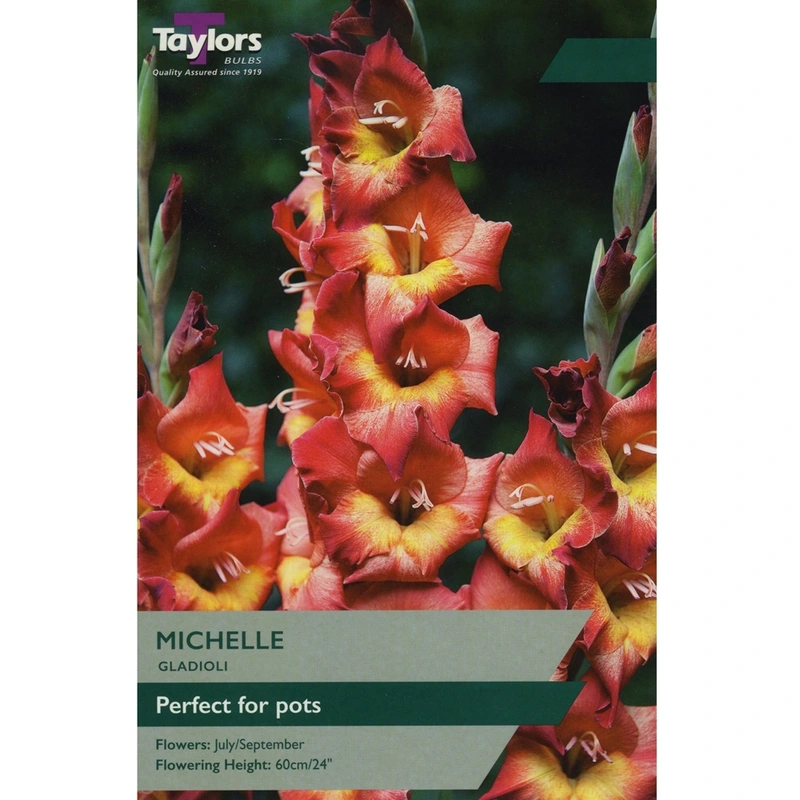 Taylors Gladioli Michelle