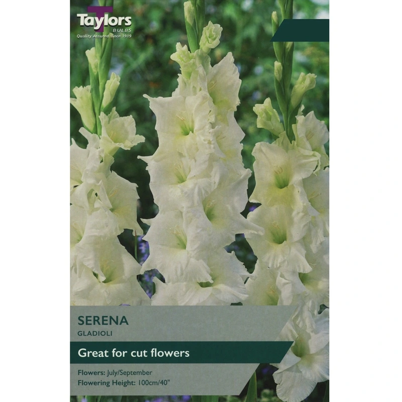 Taylors Gladioli Serena