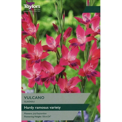 Taylors Gladioli Vulcano