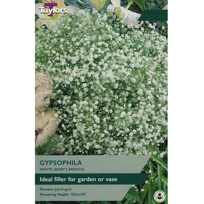 Taylors Gypsophila White (Baby's Breath)