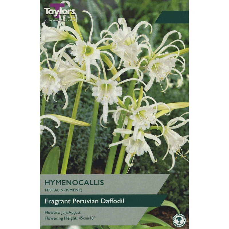 Taylors Hymenocallis Festalis (Ismene)