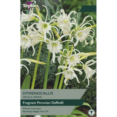 Taylors Hymenocallis Festalis (Ismene)