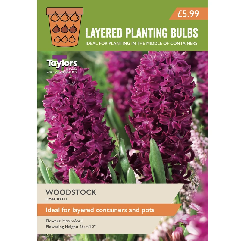 Taylors Layered Planting Hyacinth Woodstock