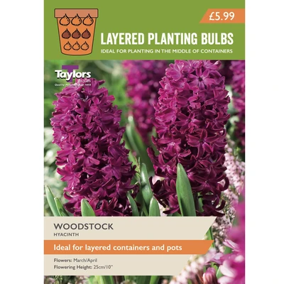 Taylors Layered Planting Hyacinth Woodstock