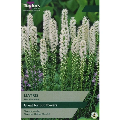 Taylors Liatris Spicata Alba