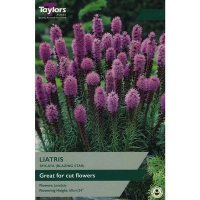 Taylors Liatris Spicata Blazing Star