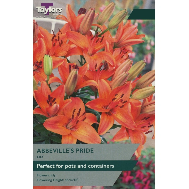 Taylors Lily Abbeville's Pride