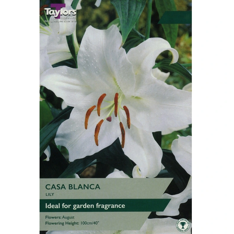 Taylors Lily Casa Blanca