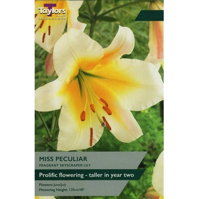 Taylors Lily Miss Peculiar