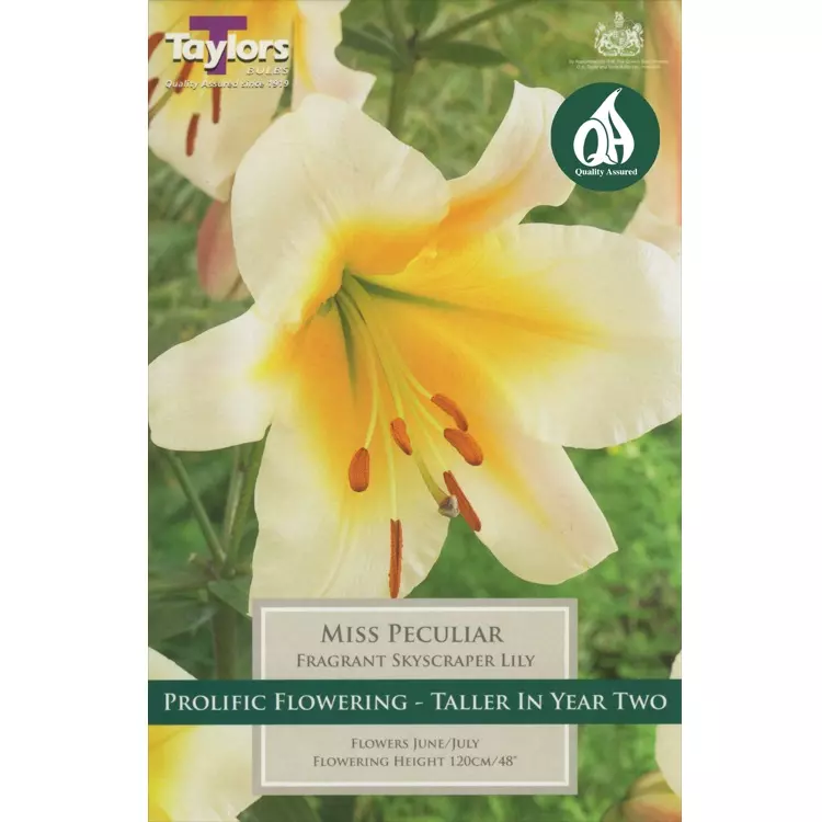 Taylors Lily Miss Peculiar