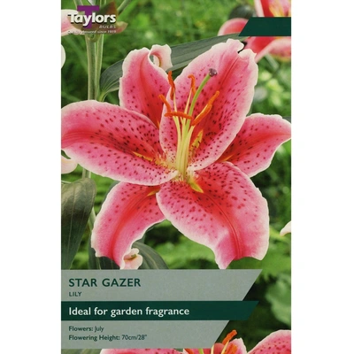 Taylors Lily Star Gazer