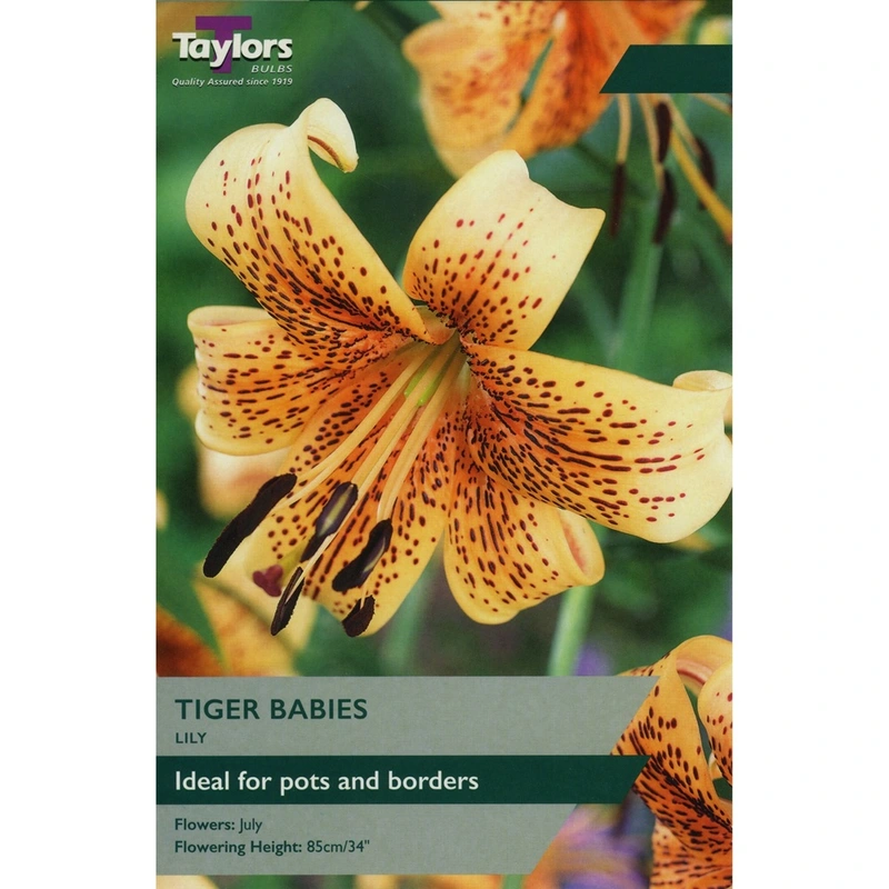 Taylors Lily Tiger Babies