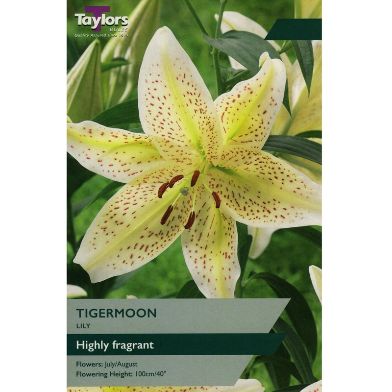 Taylors Lily Tigermoon