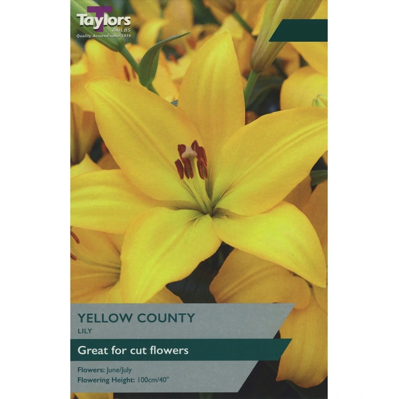 Taylors Lily Yellow County