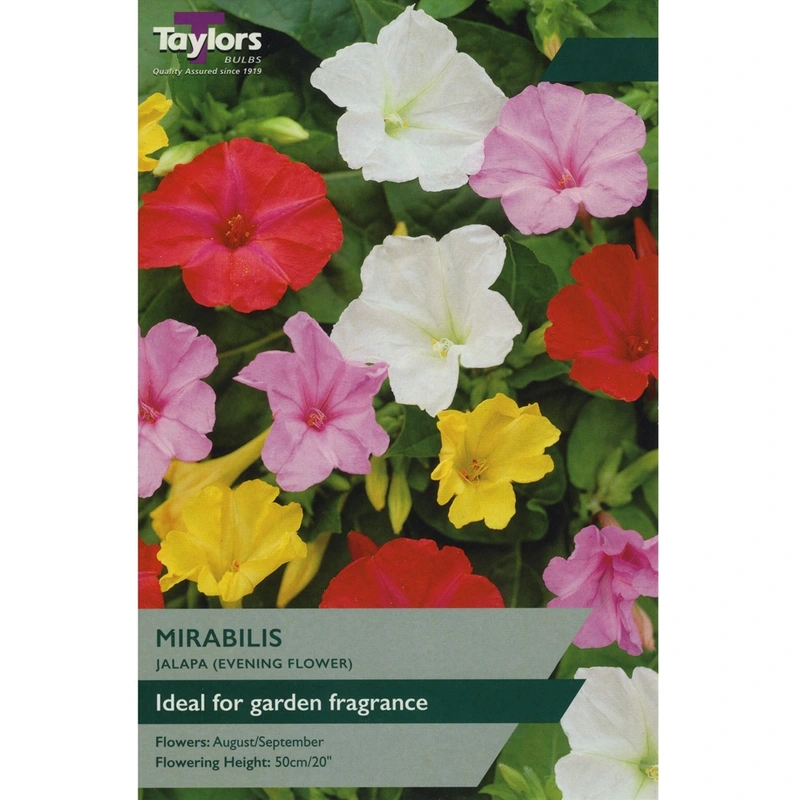 Taylors Mirabilis Jalapa