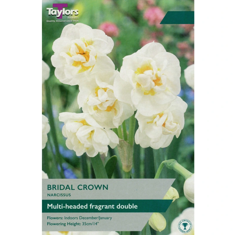 Taylors Narcissi Bridal Crown