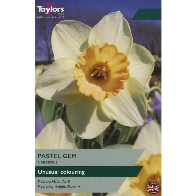 Taylors Narcissus Pastel Gem