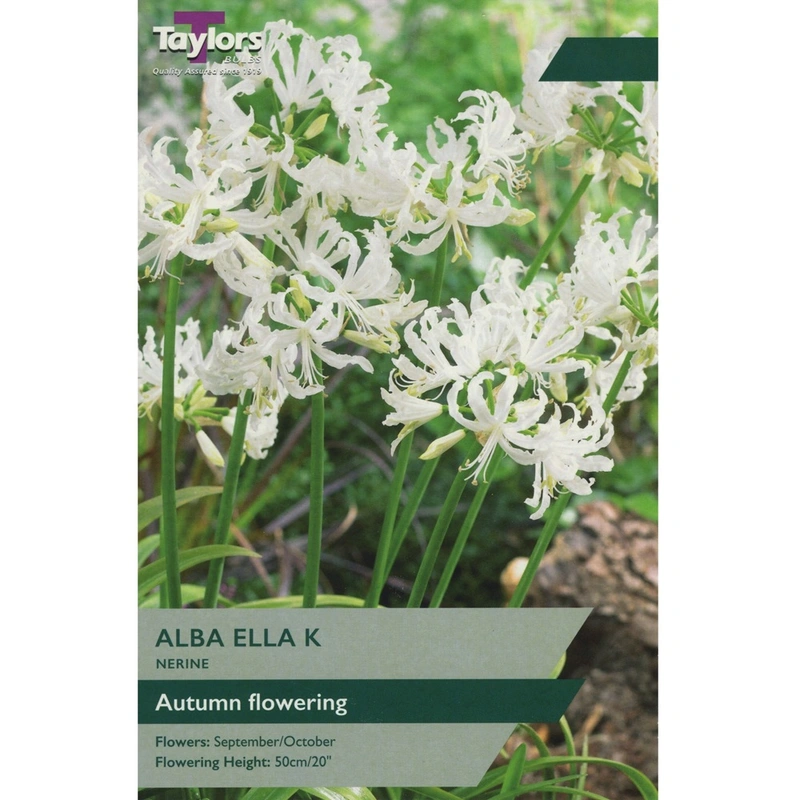 Taylors Nerine Alba Ella K