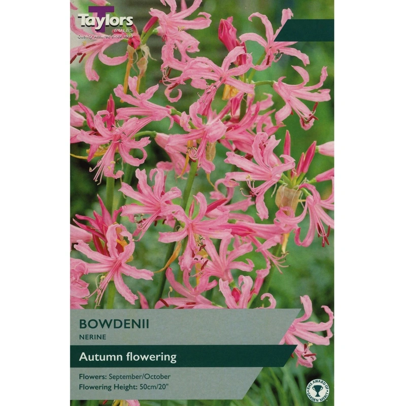 Taylors Nerine Bowdenii