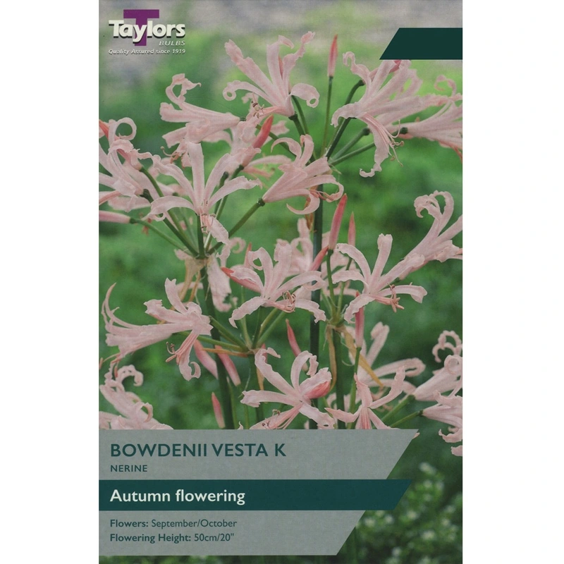 Taylors Nerine Bowdenii Vesta K